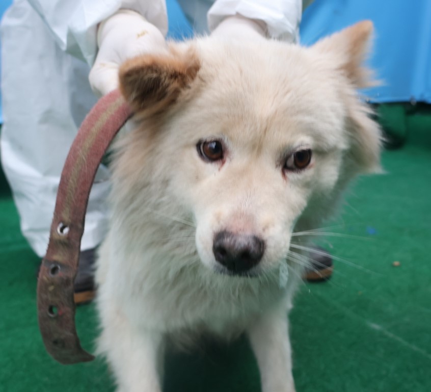 제주 동물보호센터_450650202403788